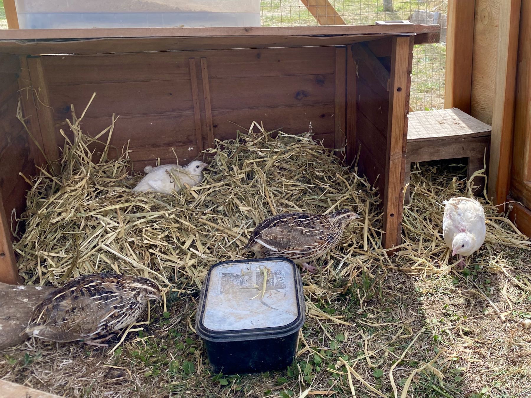 4 quail in their newly located run. 