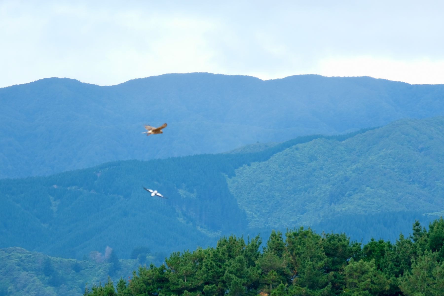 Comparative closeup of hawk and magpie hovering above trees. 