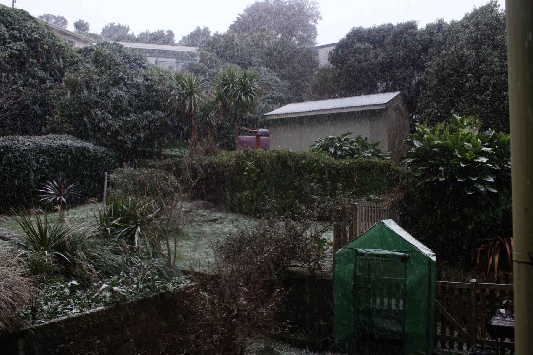 Snow in the back yard. 