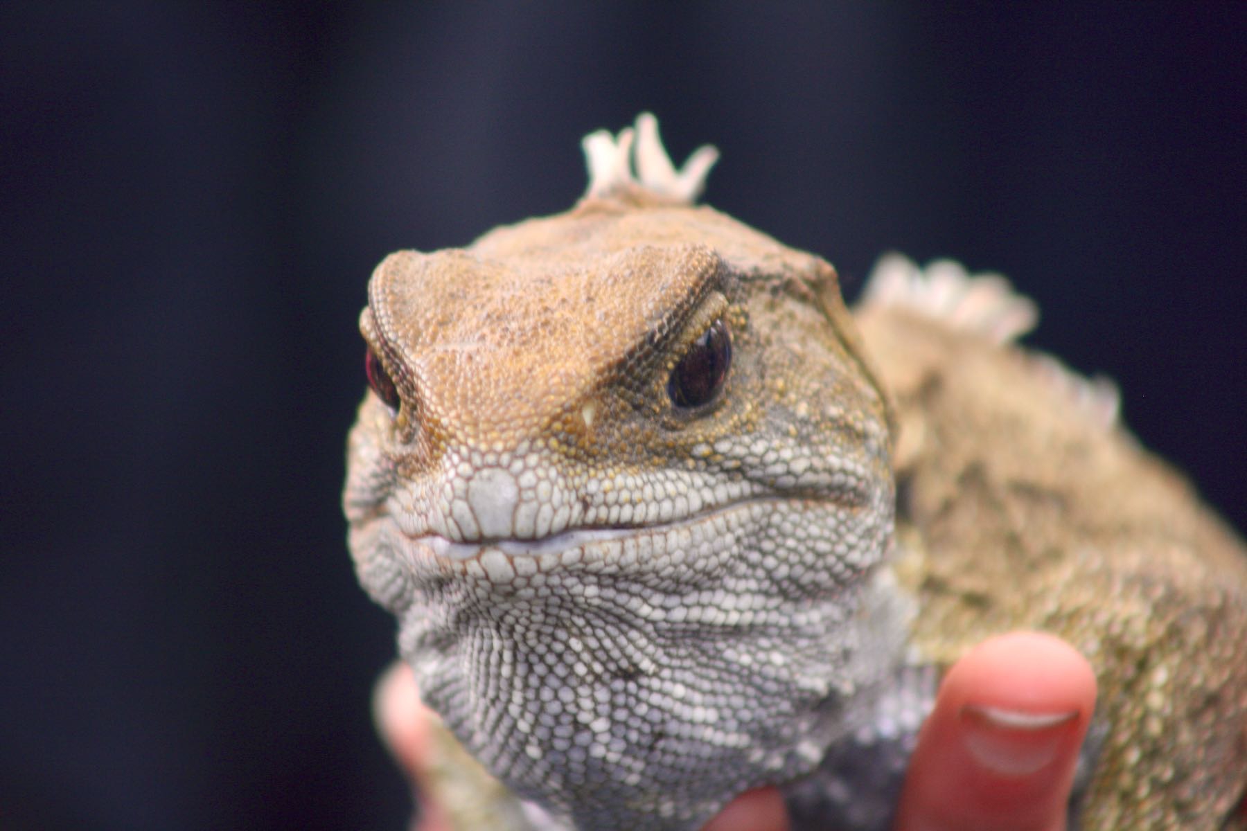 Closeup of tuatara face. 