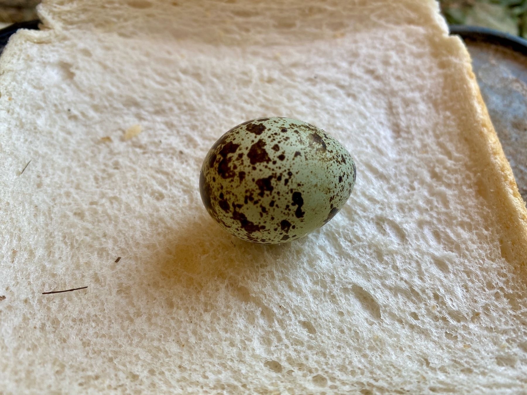 Single quail egg in its shell resting on a slice of white bread.  