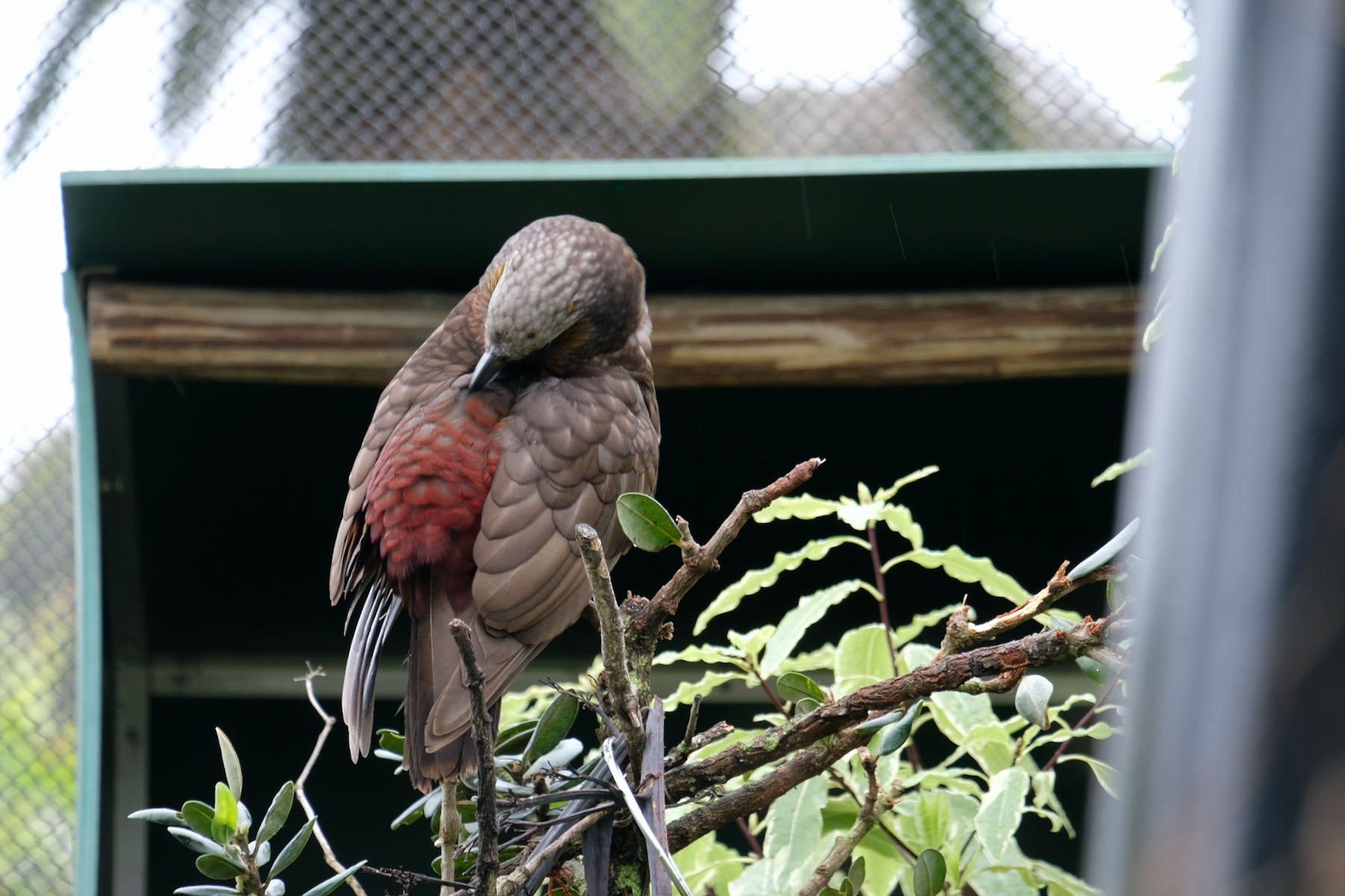 Large brown bird preening. 