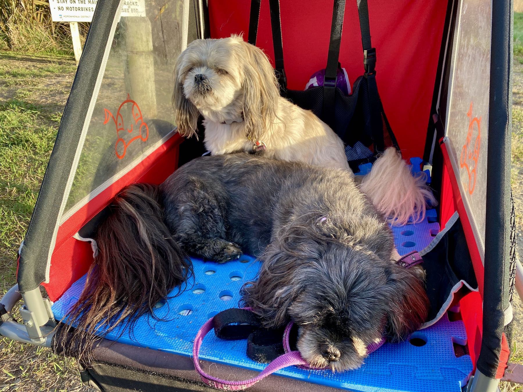 Two small dogs in a bicycle trailer. 