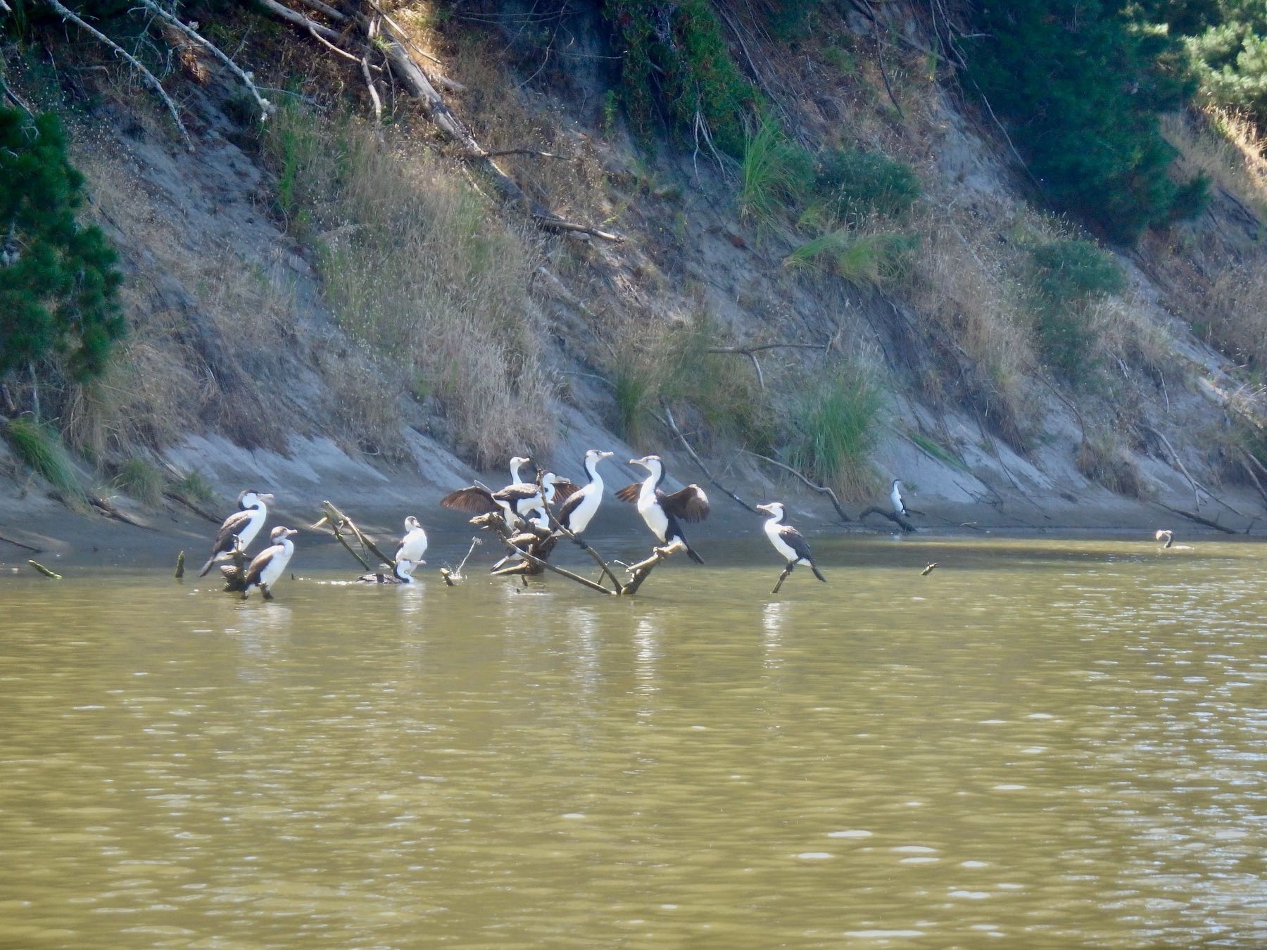 A group of shags on branches just at water level. 