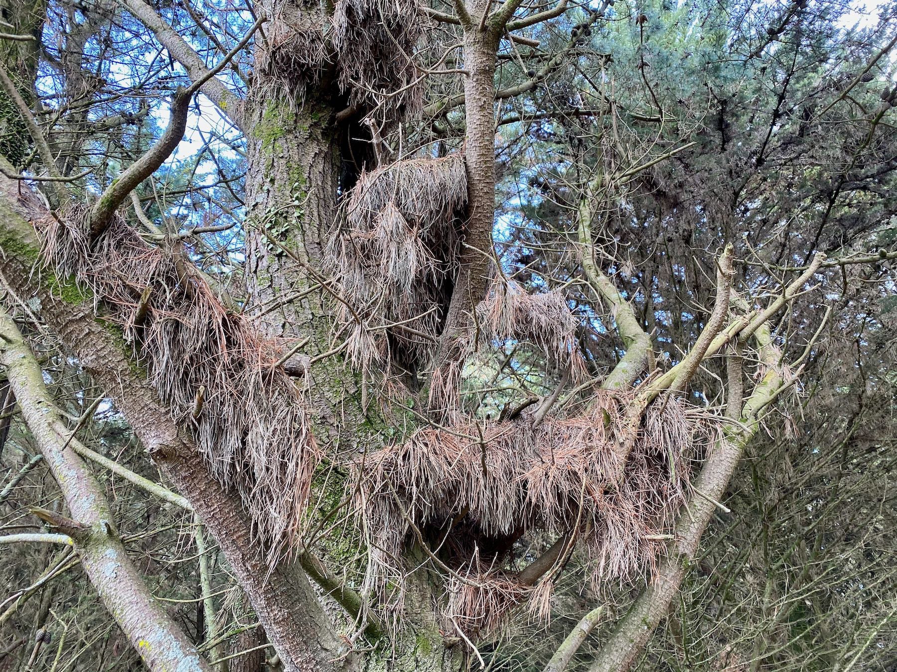 Close up of pine needles caught in the branches. They look almost like nests.