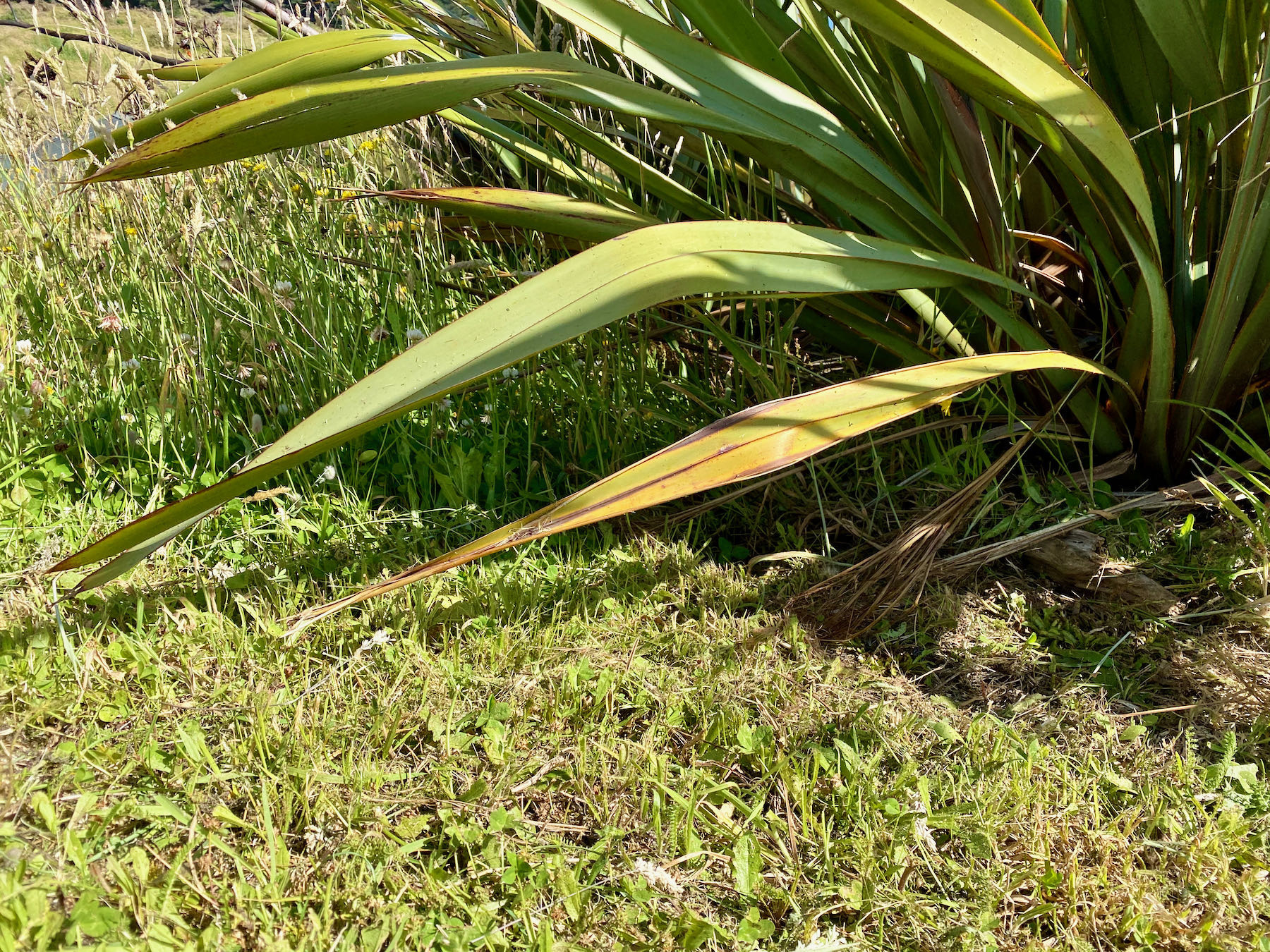 Low flax leaves above short grass with long grass just behind.  