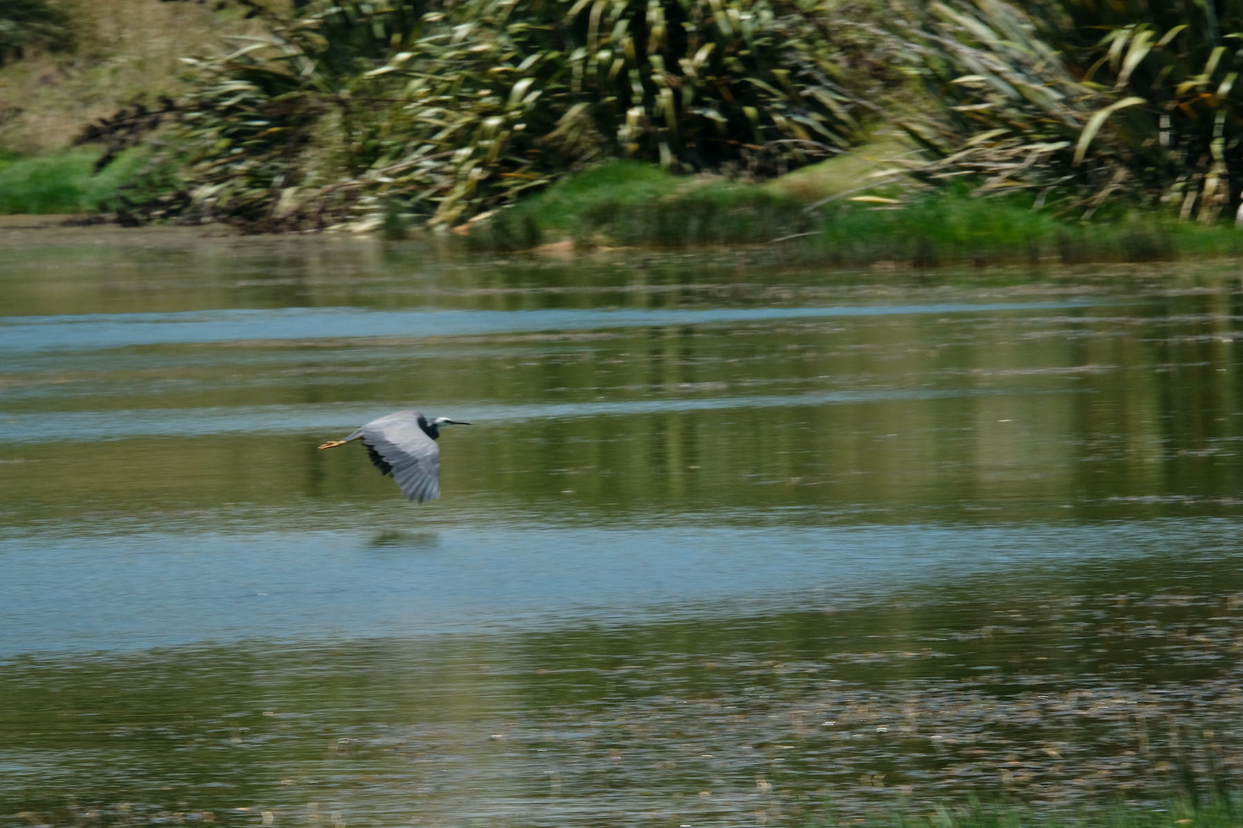 Bird flying over lake with wings on a downbeat, yellow feet behind. 