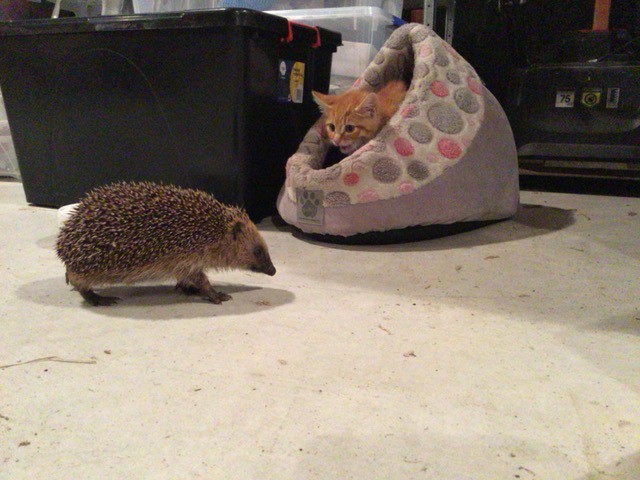 Ginger kitten in a pod watching a hedgehog go by. 