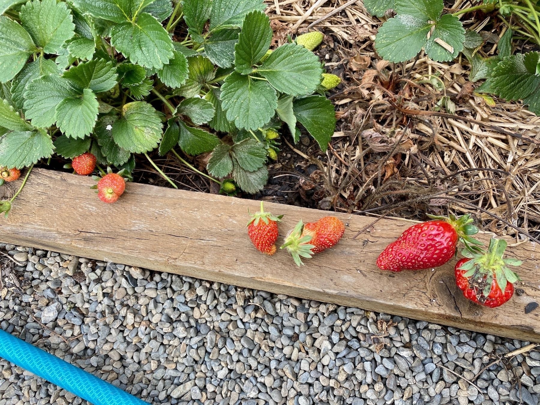 Half a dozen ripe strawberries on a piece of wood. 