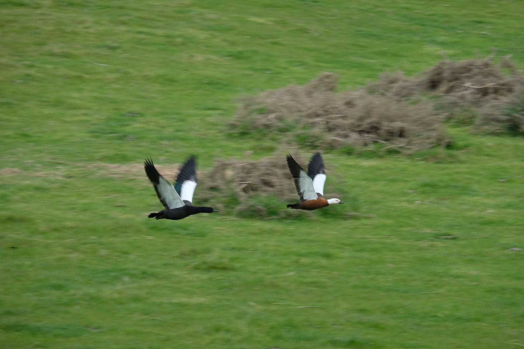 Two paradise shelducks flying away. 