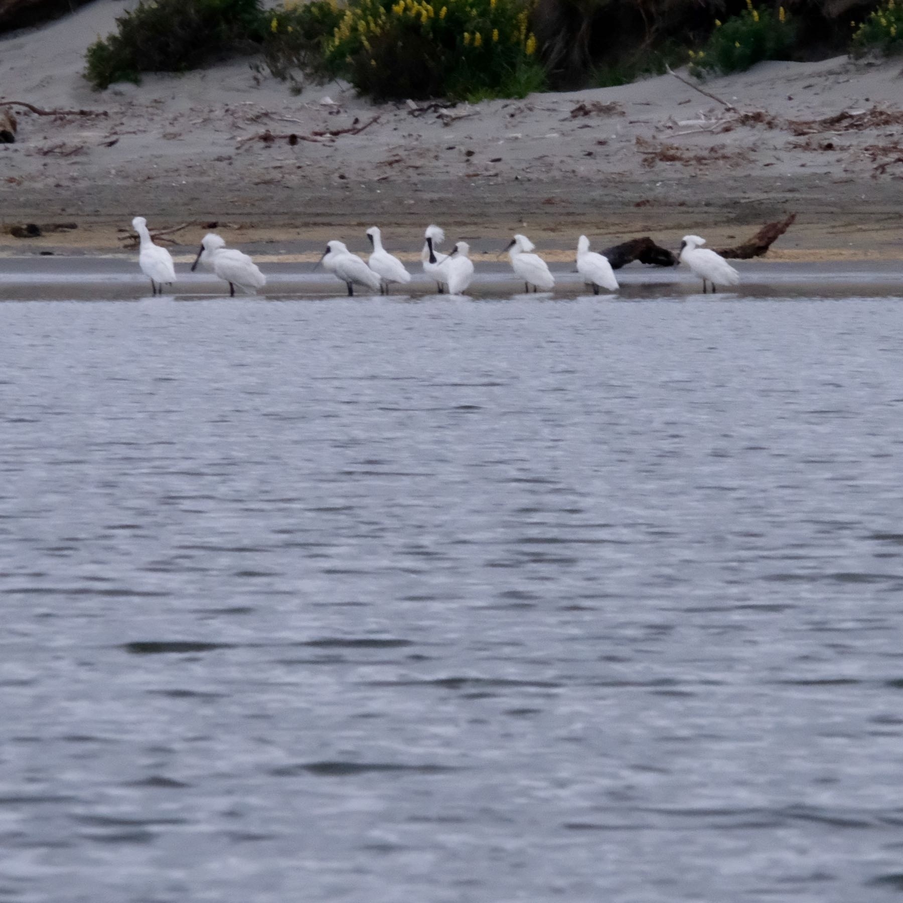 9 large white birds in shallow estuary water. 