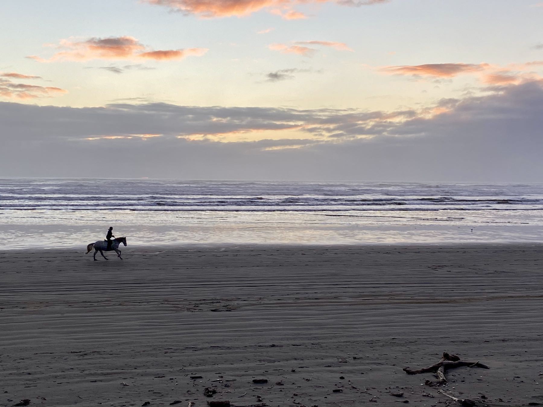 Horse at the edge of the sea, with rider standing up on the stirrups. 