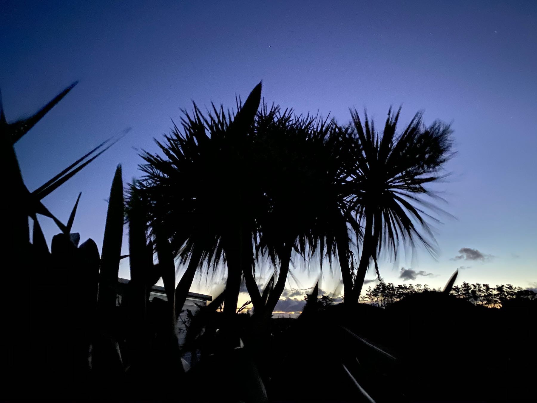 Silhouettes of trees against an almost dark sky. 