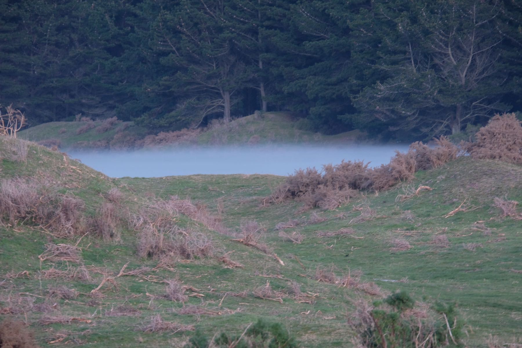 Paddocks with small hillocks and a layer of ground fog between the slopes. 