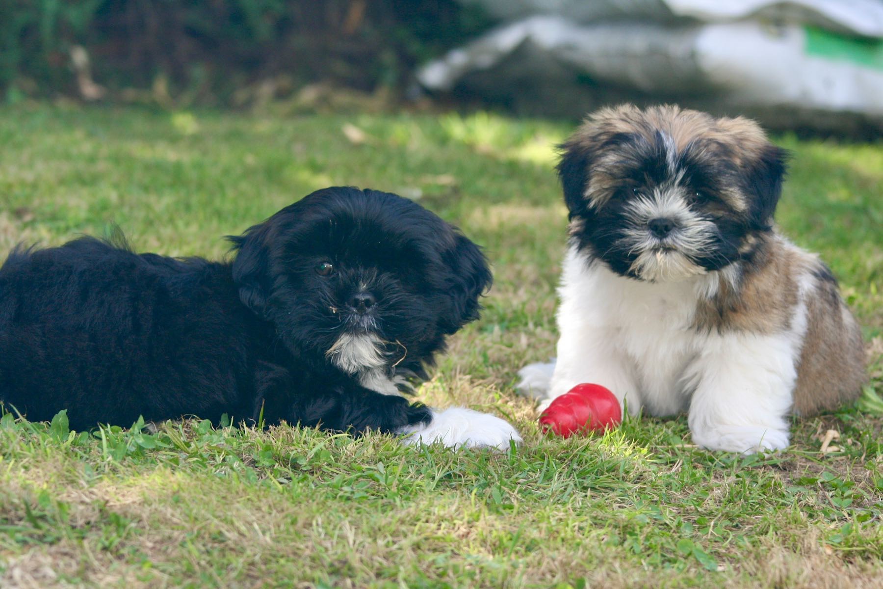 Two puppies on the grass. 