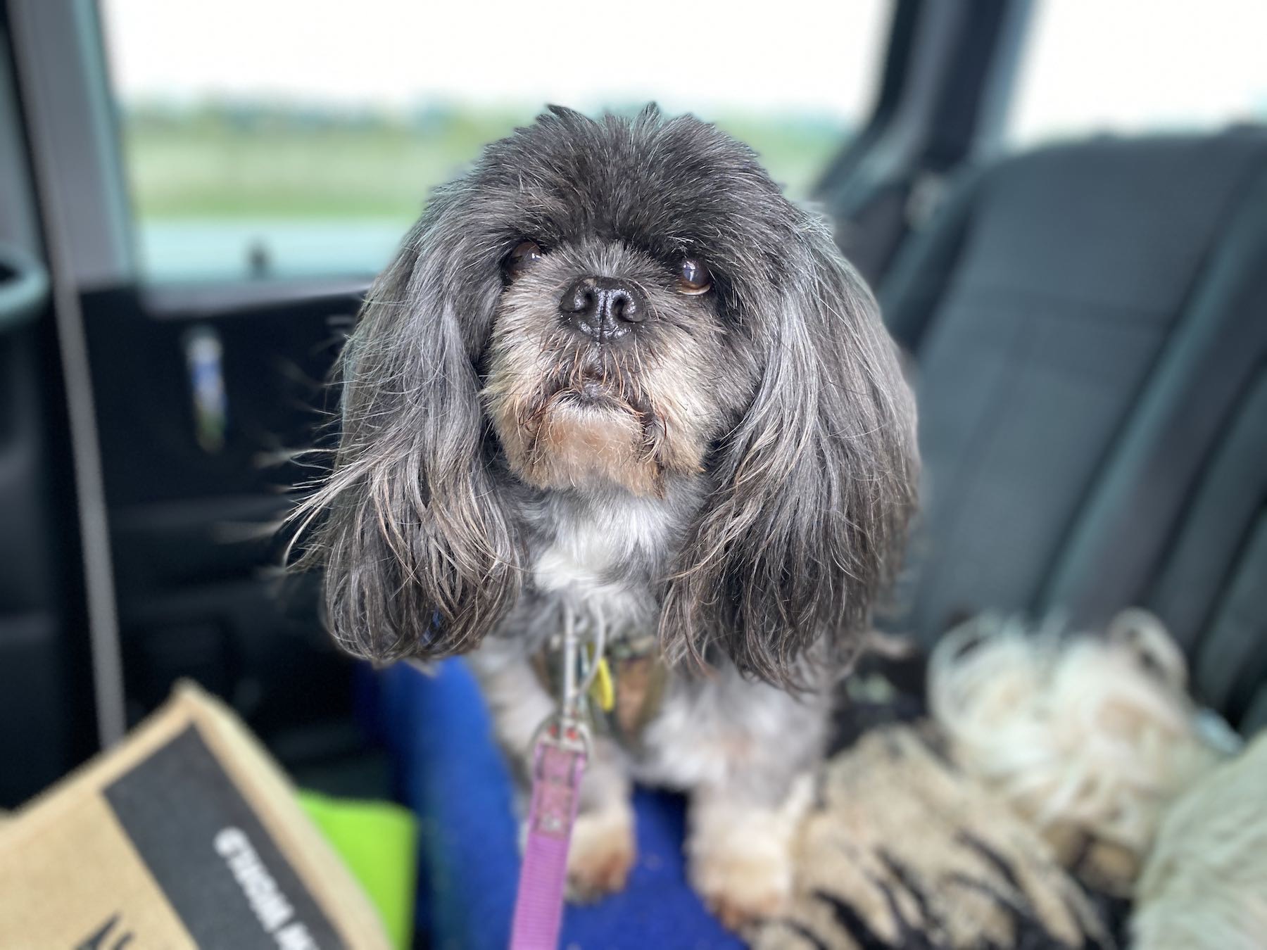 Small black dog in a car. 