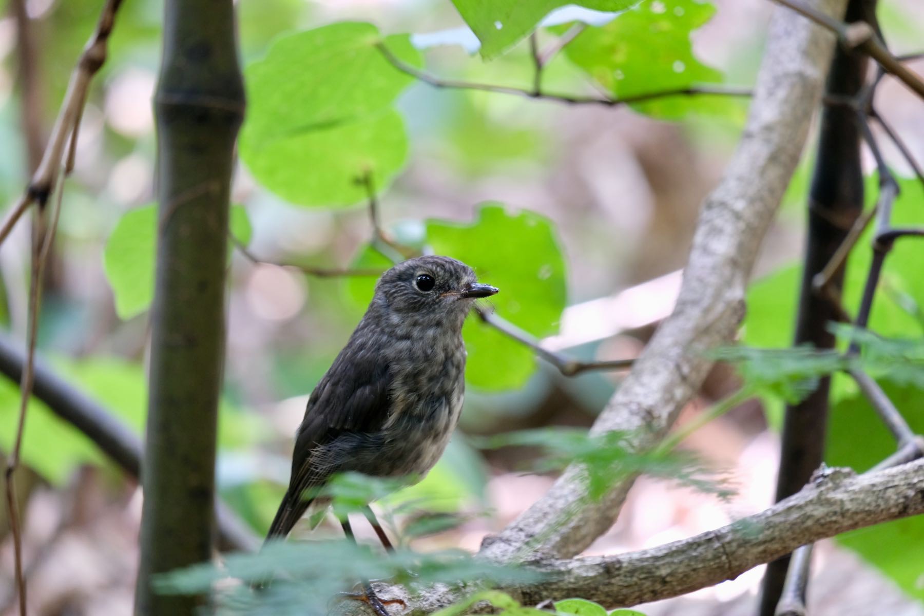 Small dark grey bird on a twig amongst branches. 