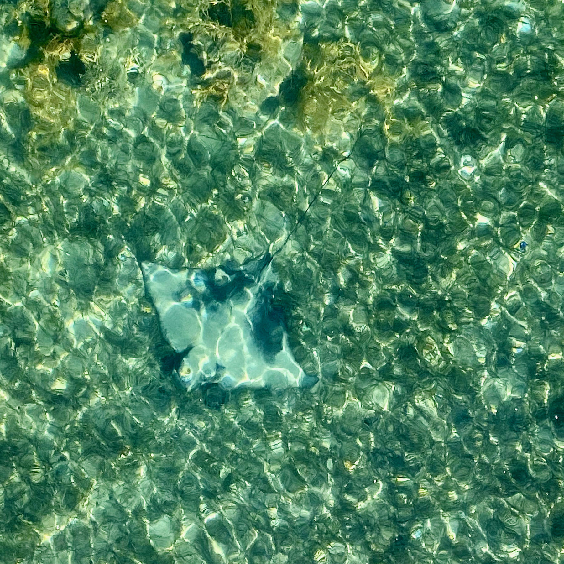 Eagle Ray below Tiritiri Matangi wharf. 