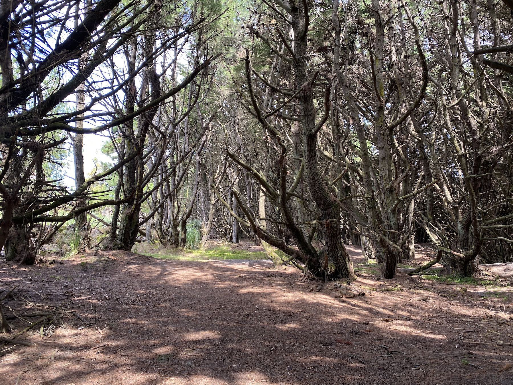 Some of the trees across the footbridge. 