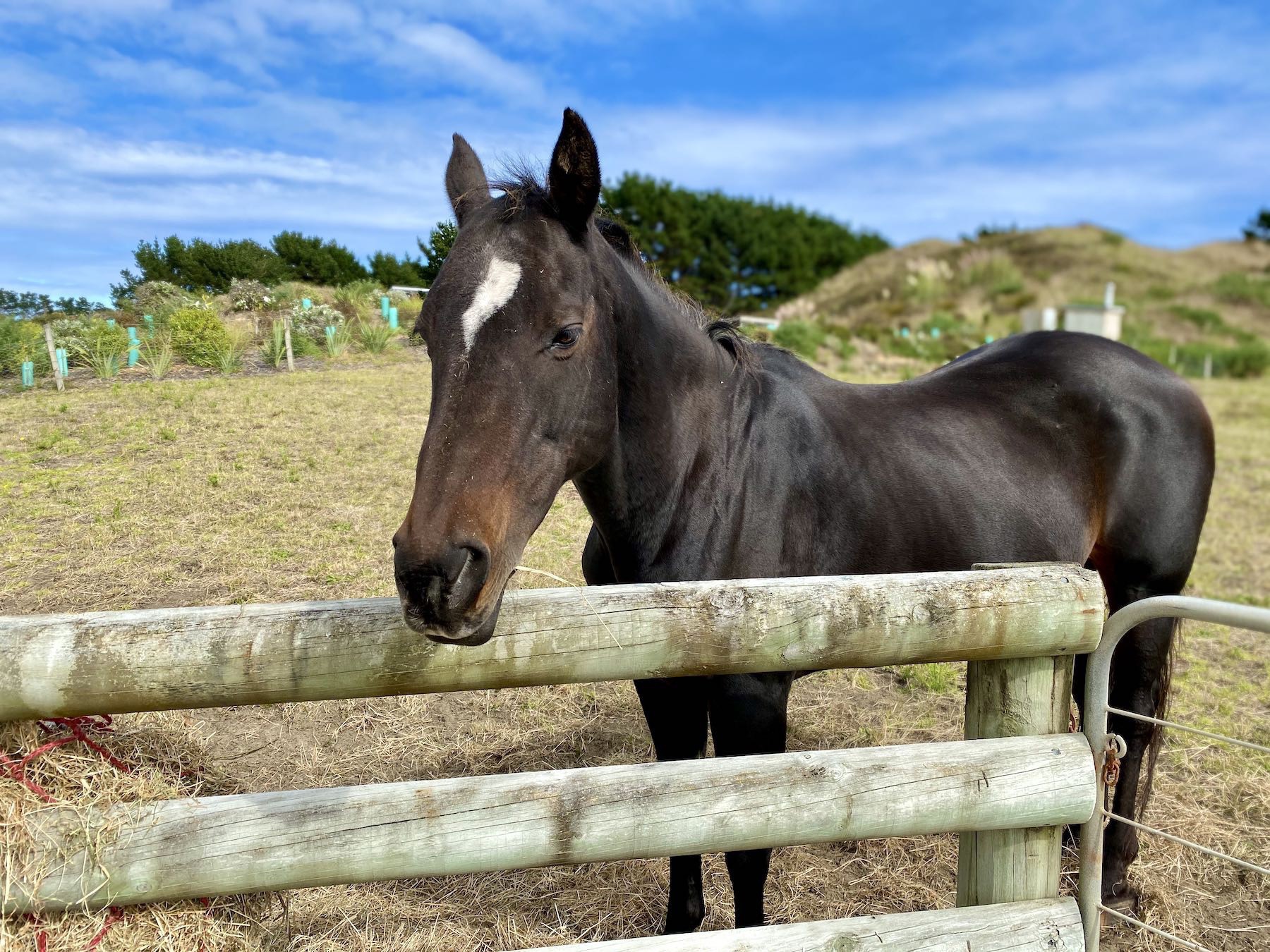 Dark coloured horse by a gate, face to camera. 