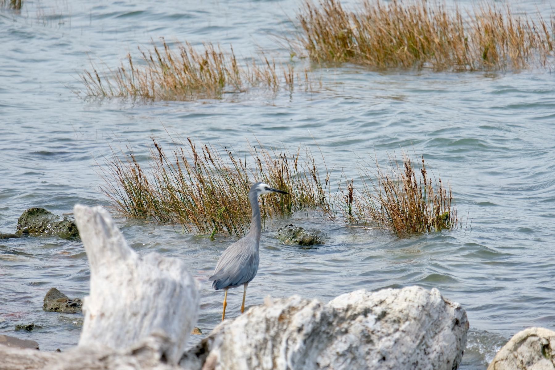 Bird between driftwood and rushes. 