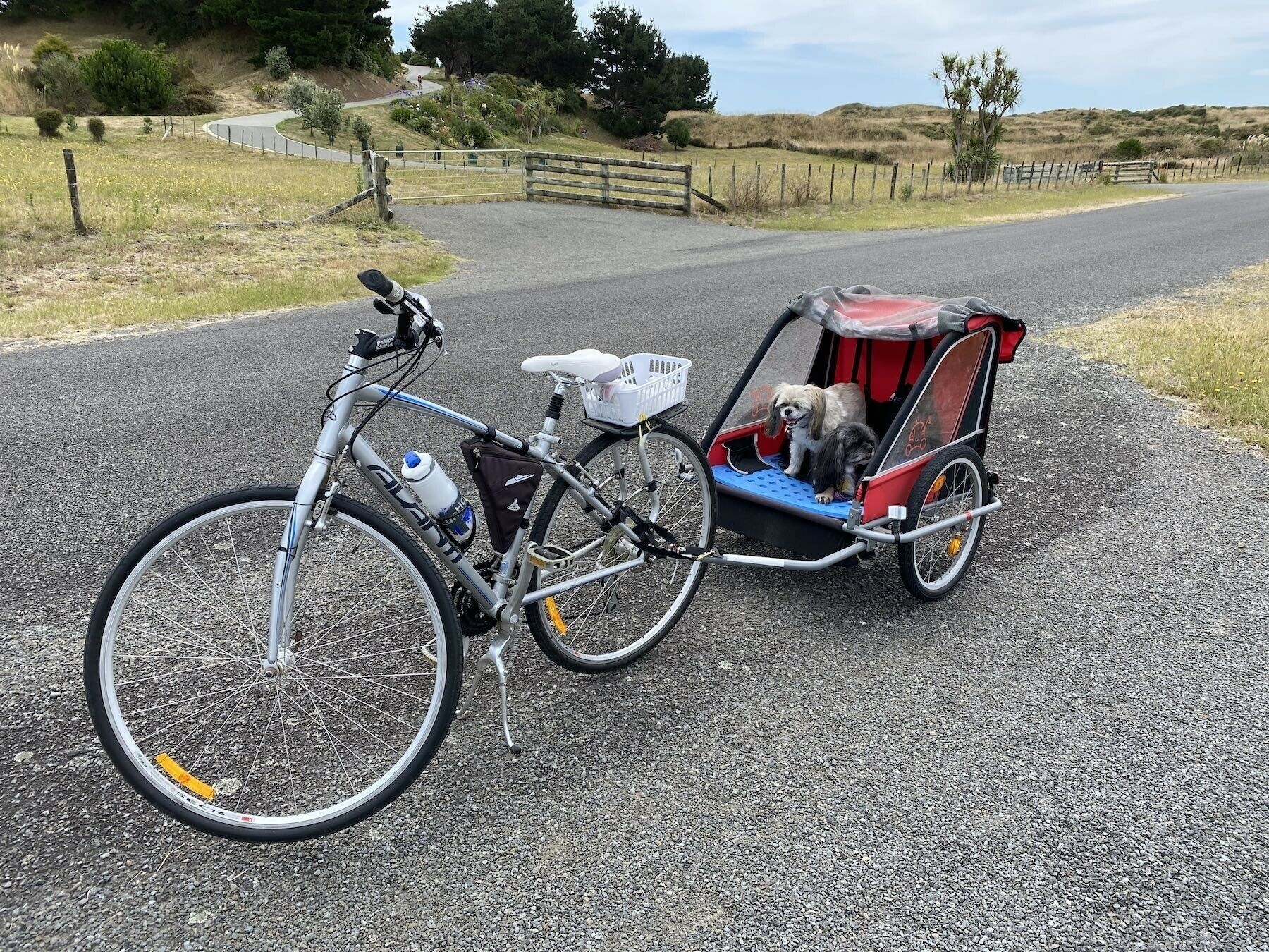 Older Avanti bike with dogs in attached trailer. 