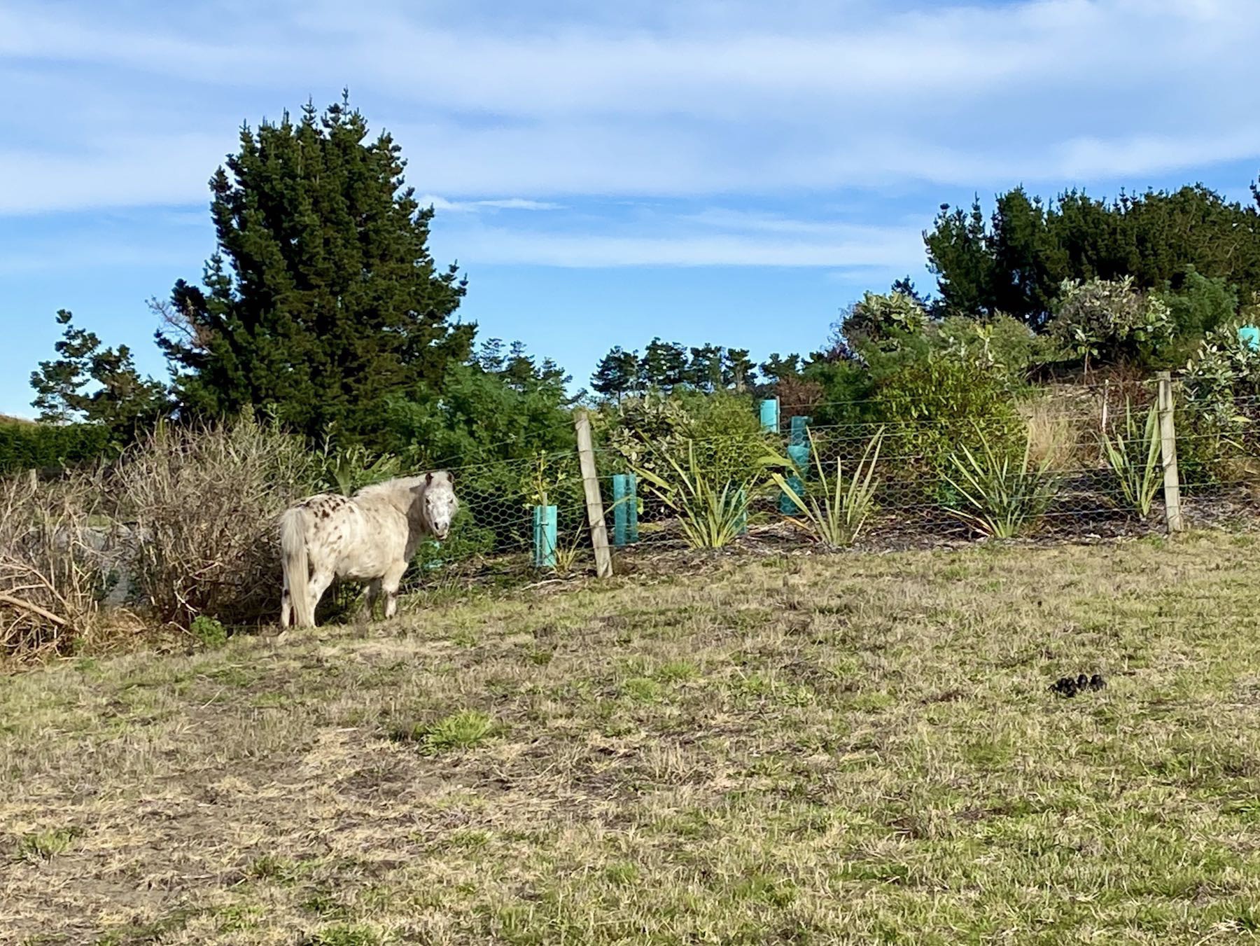 Spotted and white miniature horse grazing in a paddock.