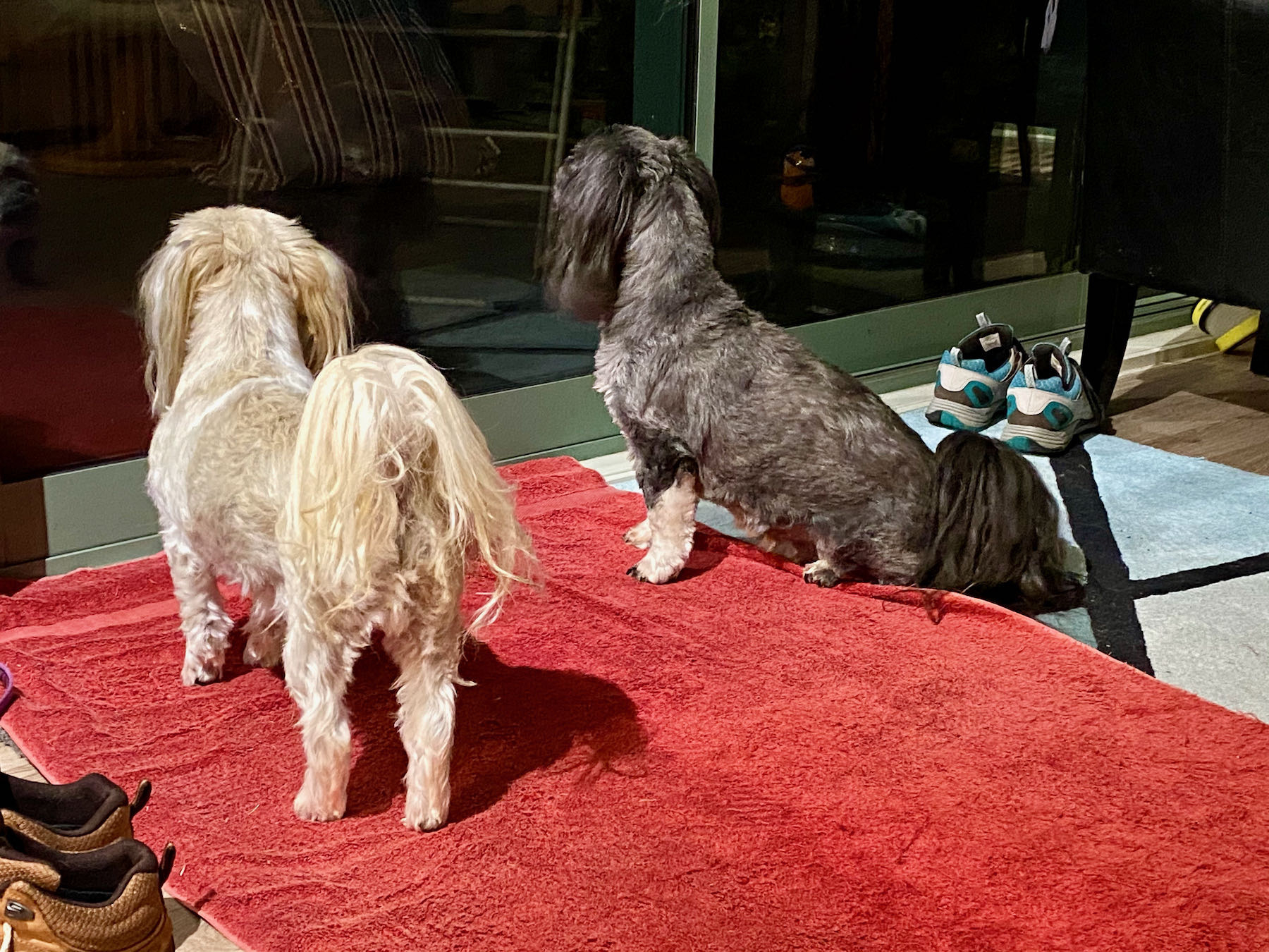 Small white dog and small black dog look through the door. 