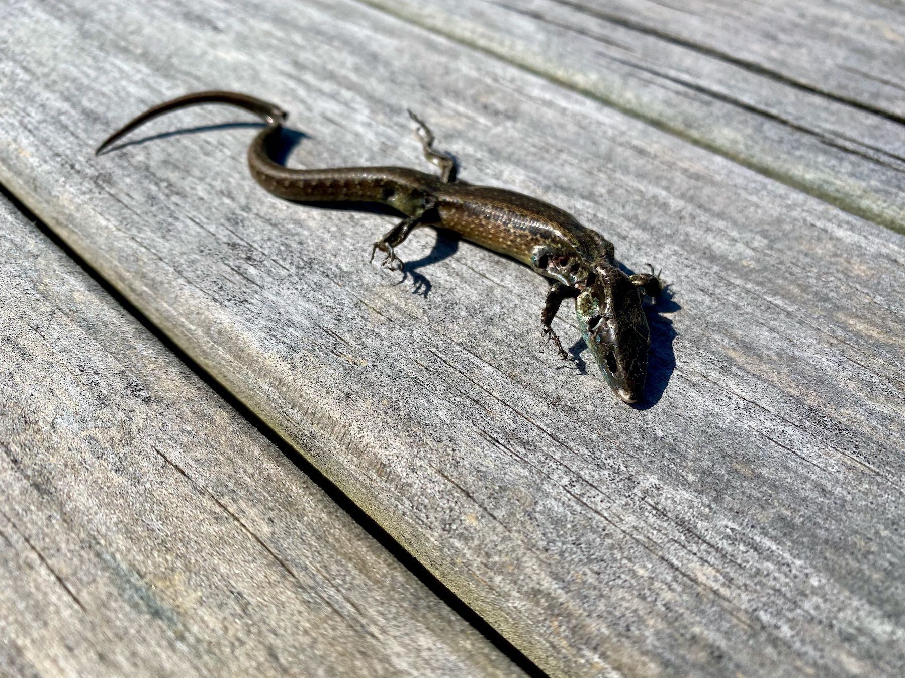 Dead skink, front view. 