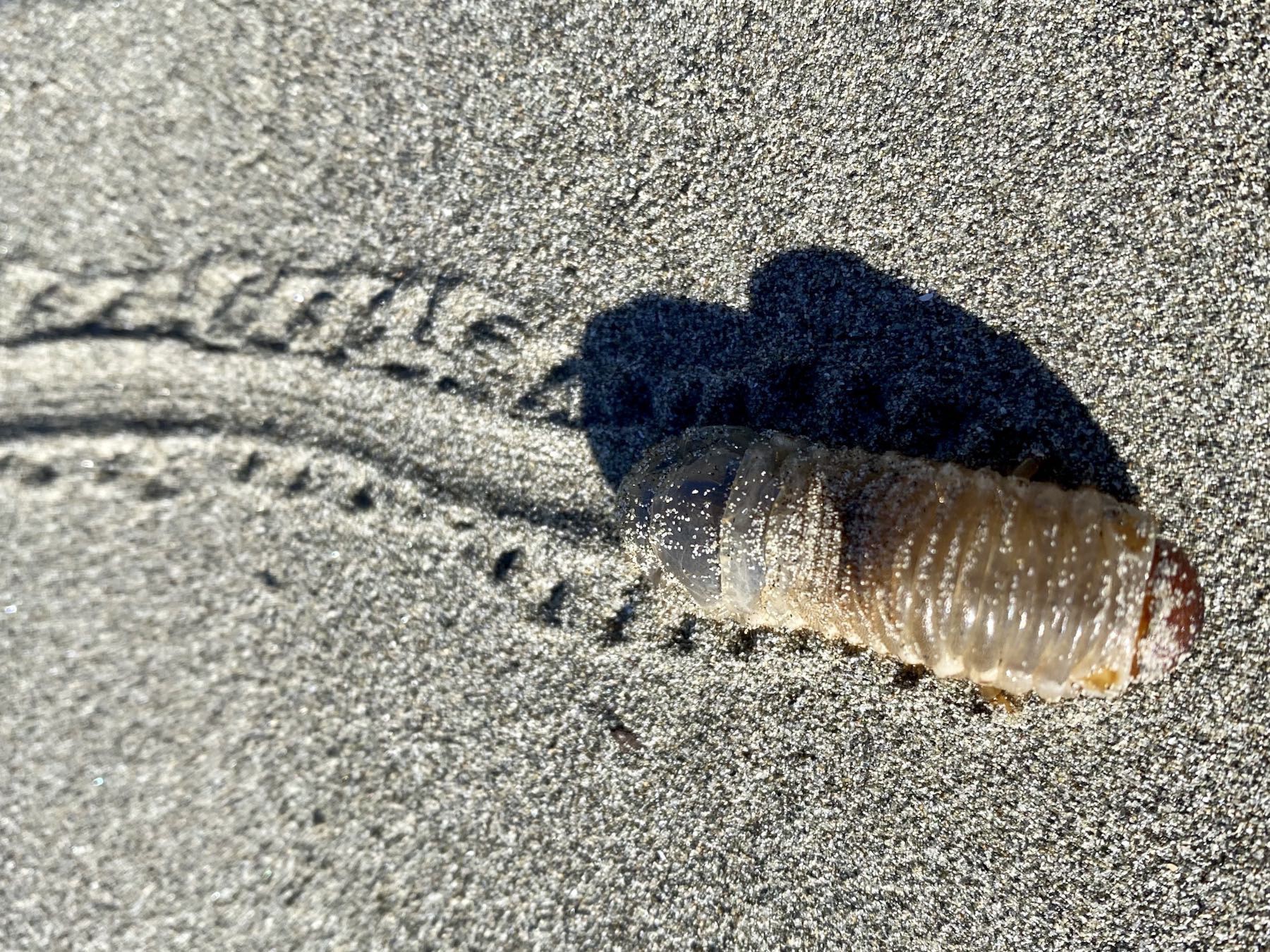 Larva, side view, with distinctive tracks behind it. 