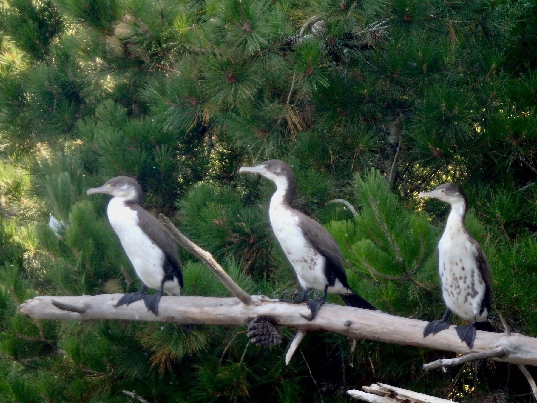 Close up of 3 shags on a branch.