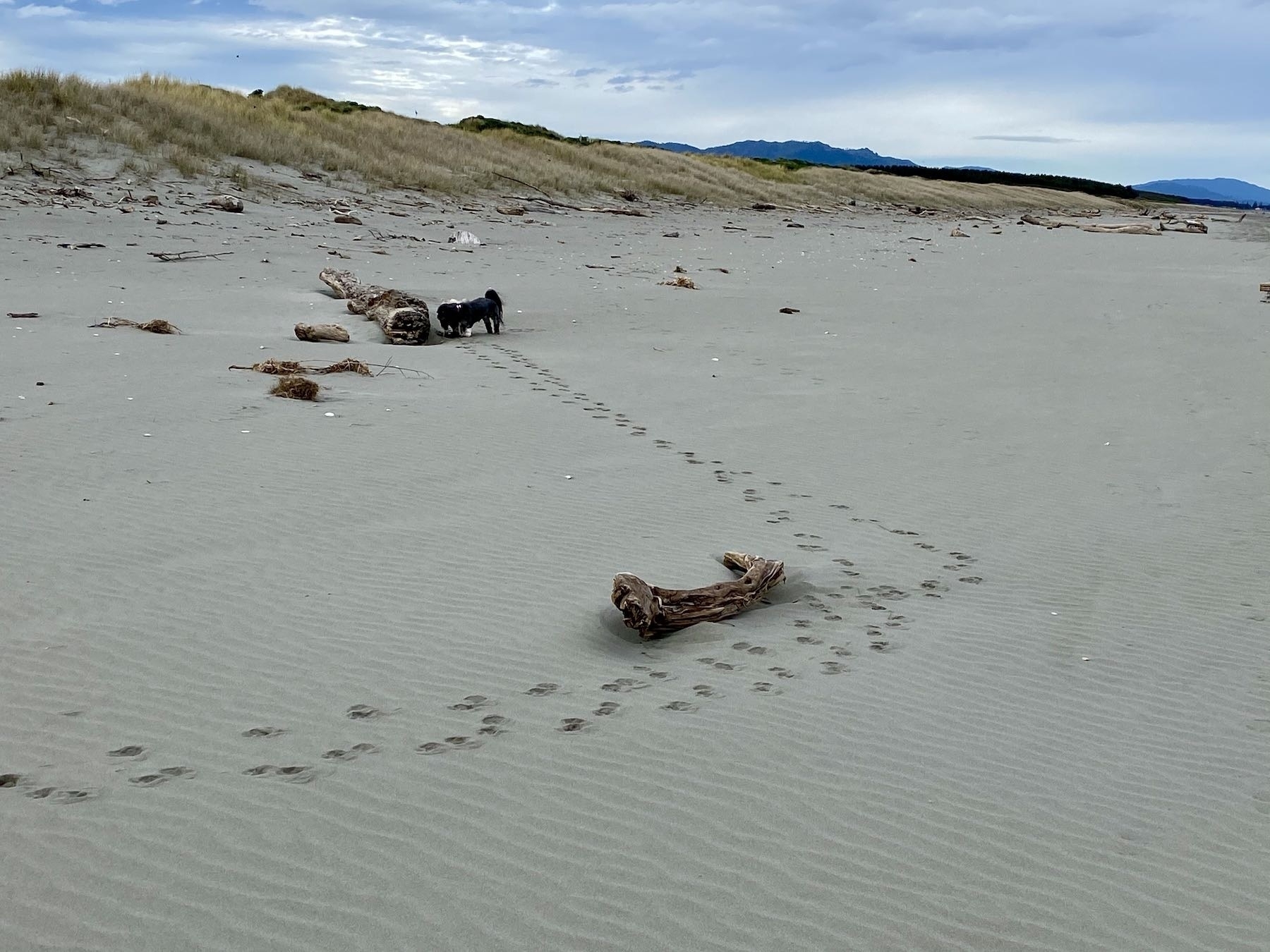 Tracks in the sand, made by two small dogs, veer 90 degrees to the left by one piece of driftwood. The dogs are now at another piece. 
