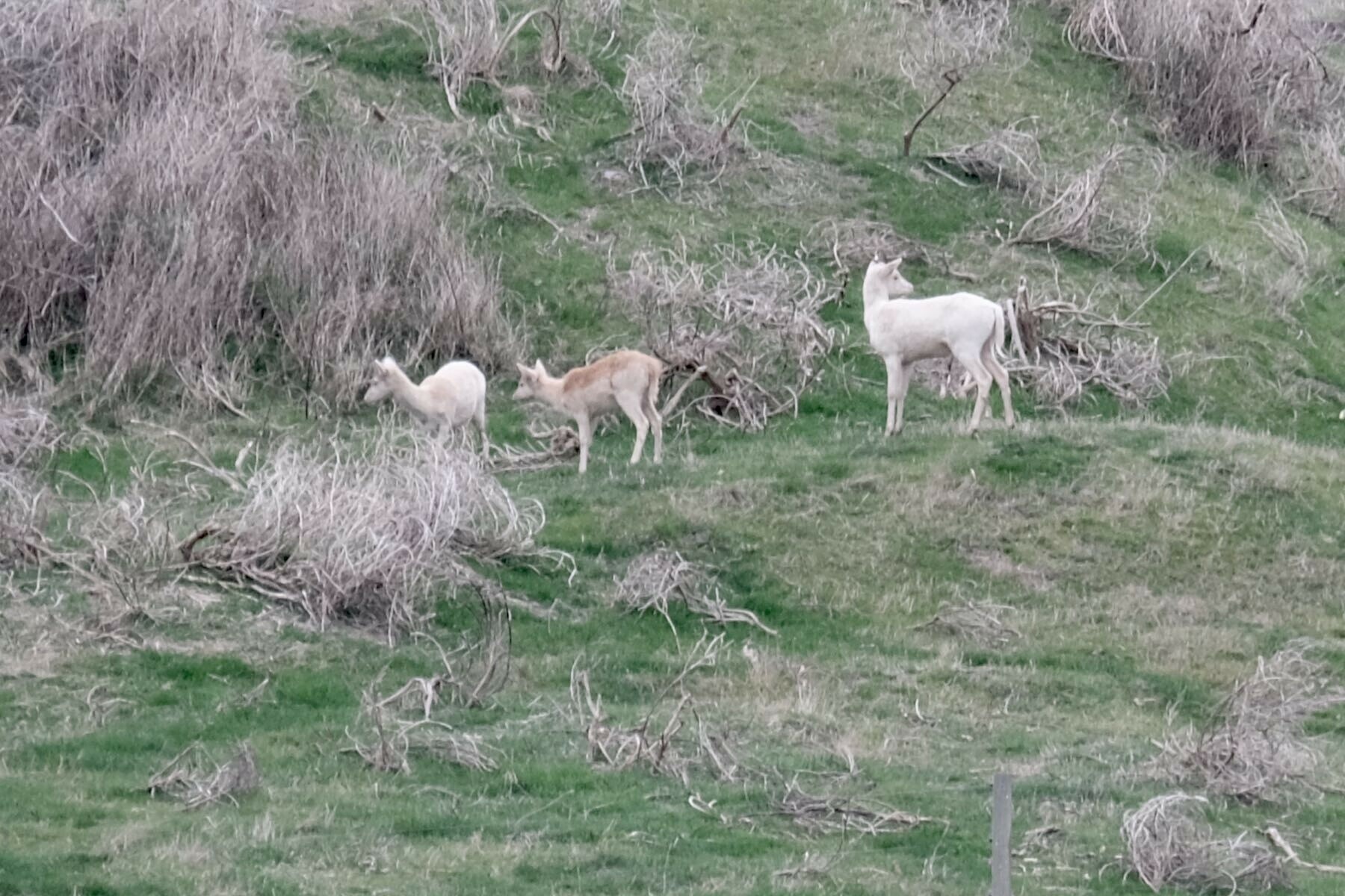 Closeup of the three suspected alpacas. 