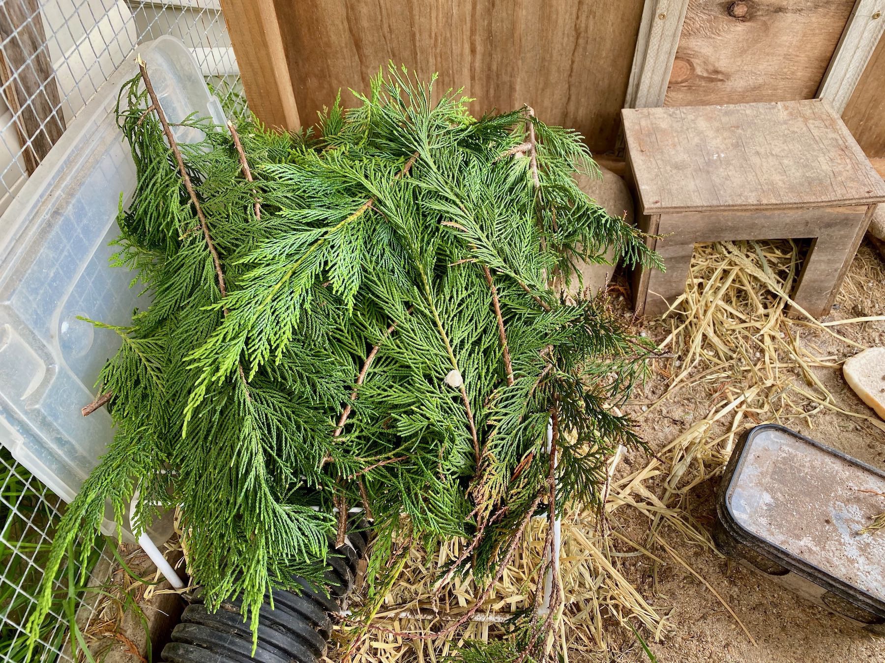 Plastic tray covered in macrocarpa twigs. 