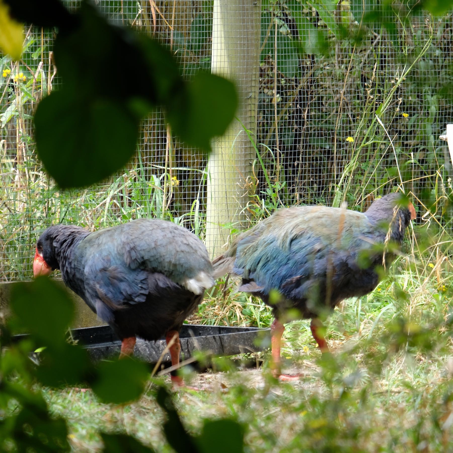 A pair of takahē at a feeding station. 