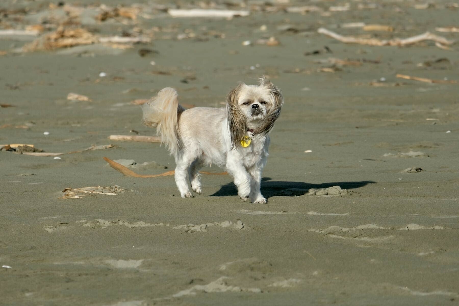 Small white dog looking at the camera. 