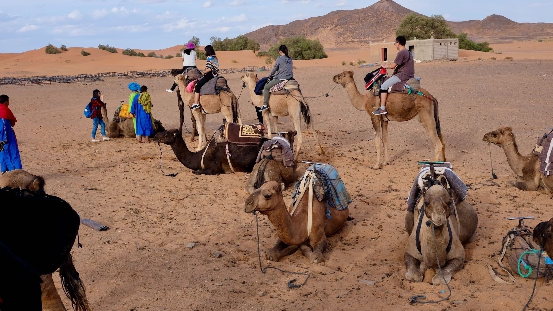 Lineup of camels as we boarded and set off. 