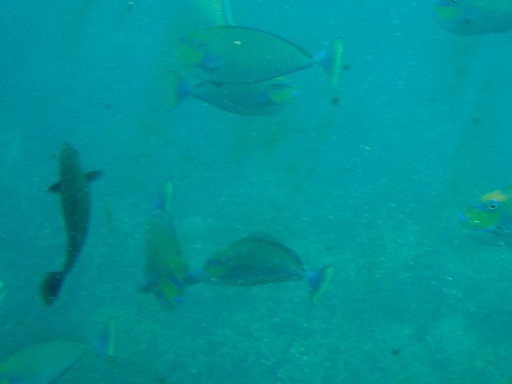 Half a dozen tropical fish as seen from the boat. 