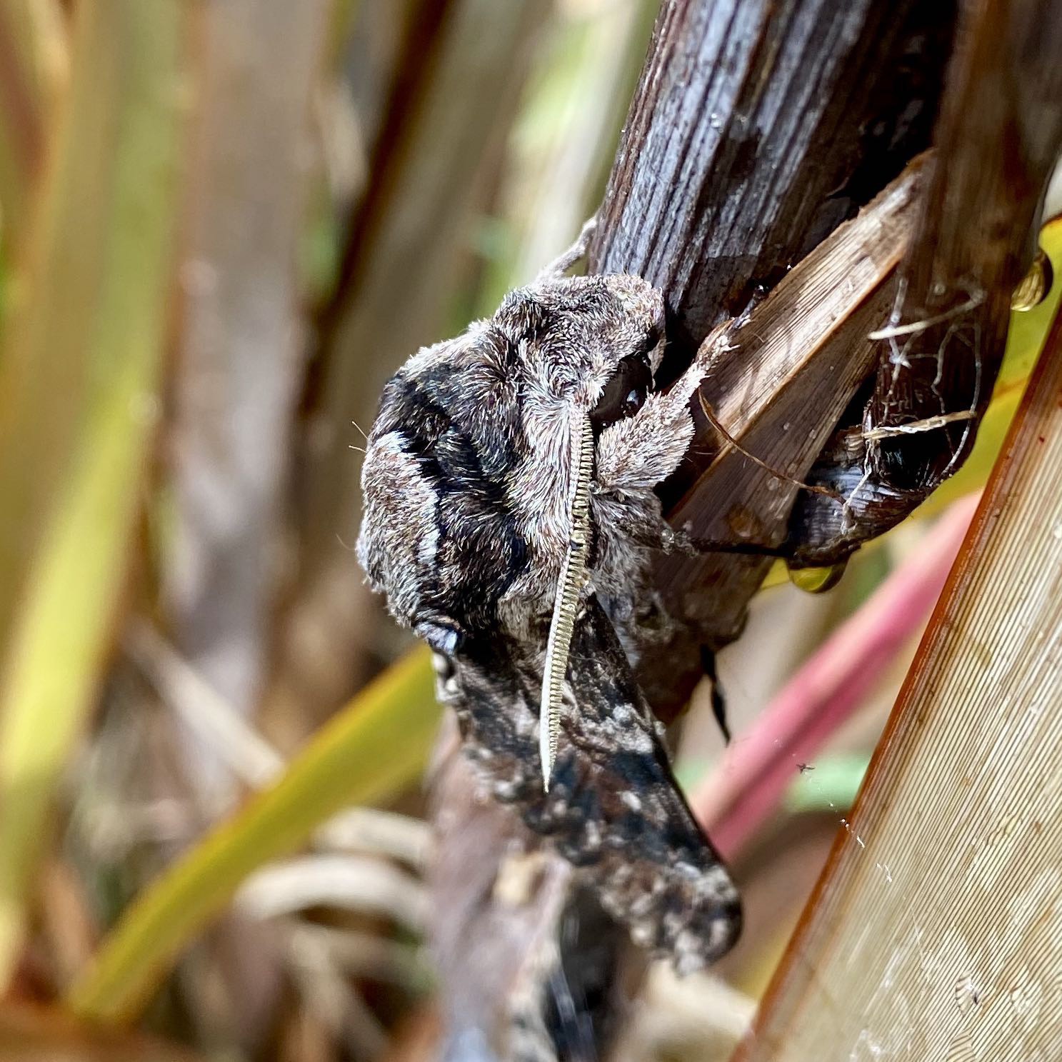 Large grey moth with mottled wings. Closeup of head and antenna. 