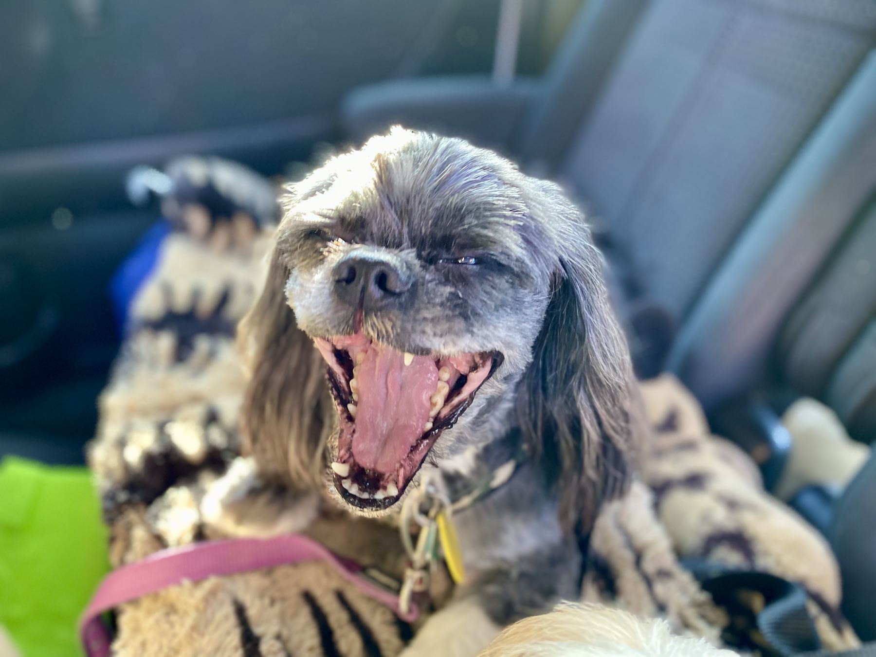 Small black freshly-groomed dog yawning. 