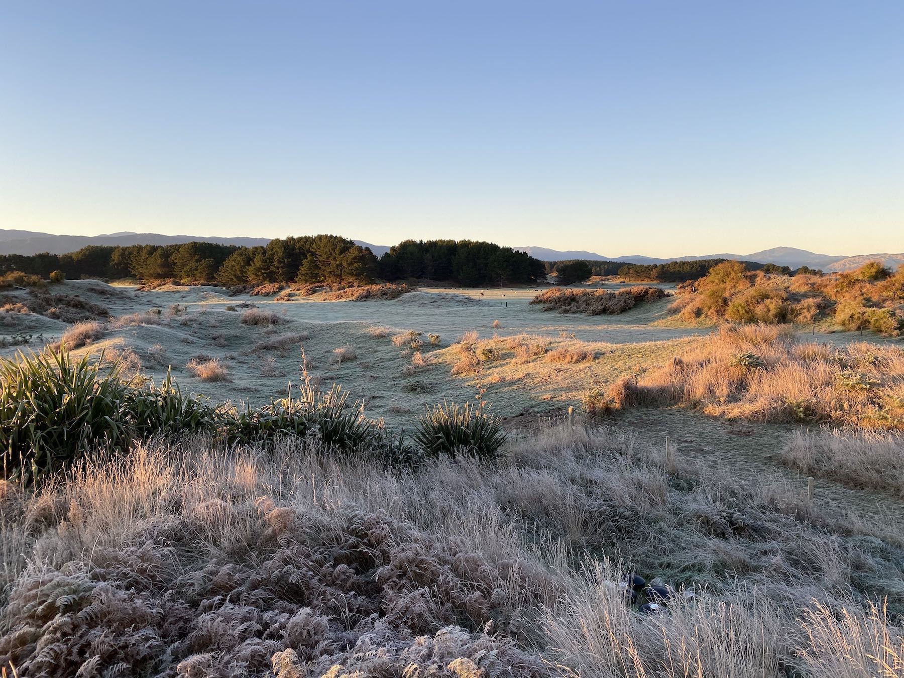 Frosty paddocks beneath clear skies at dawn. 