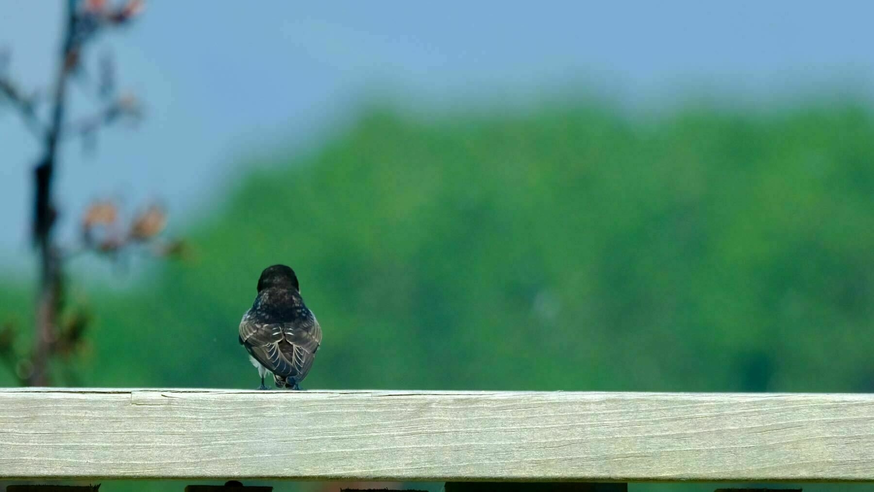 Swallow on the railing  5