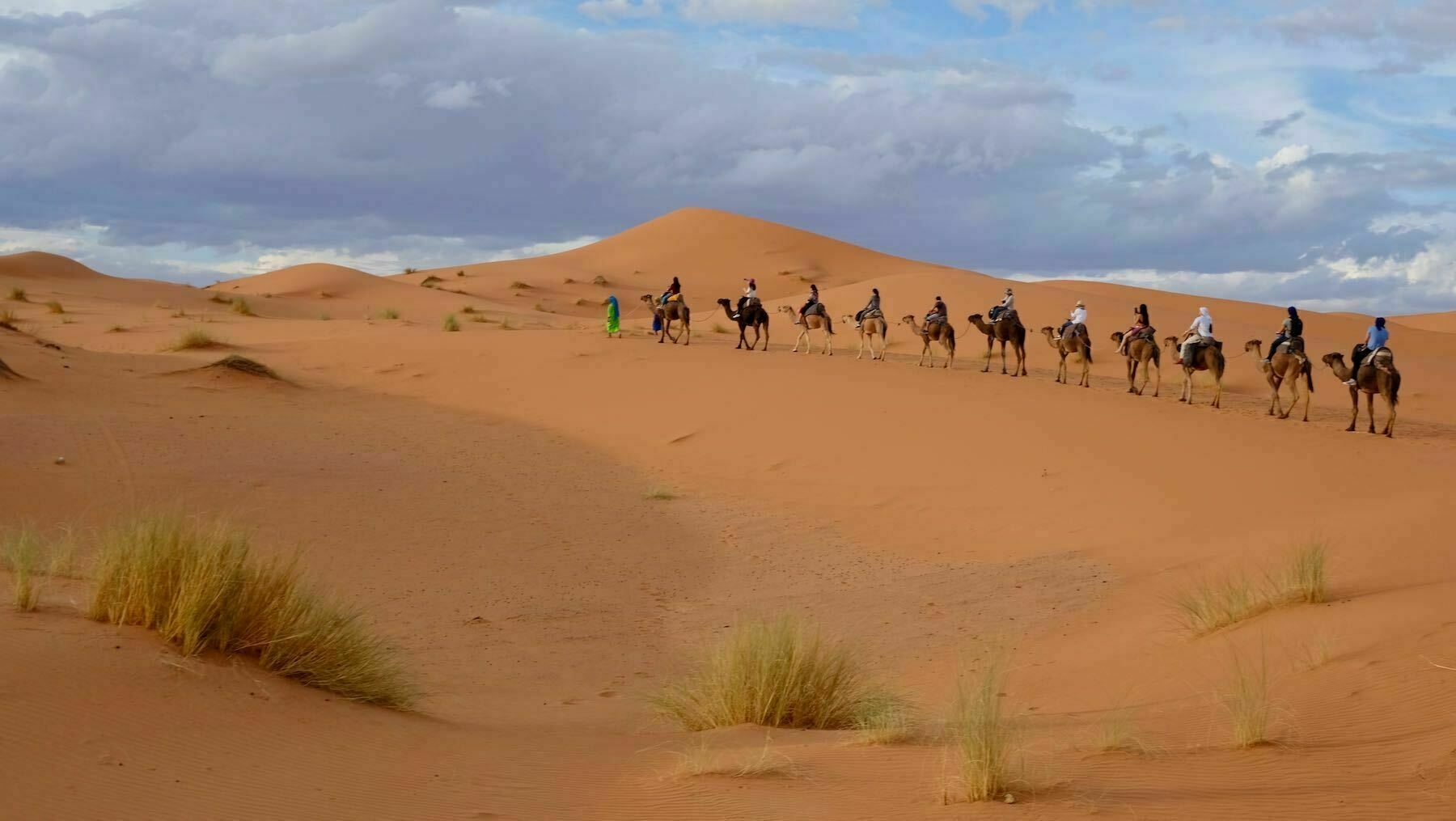 Camel train in Morocco. 