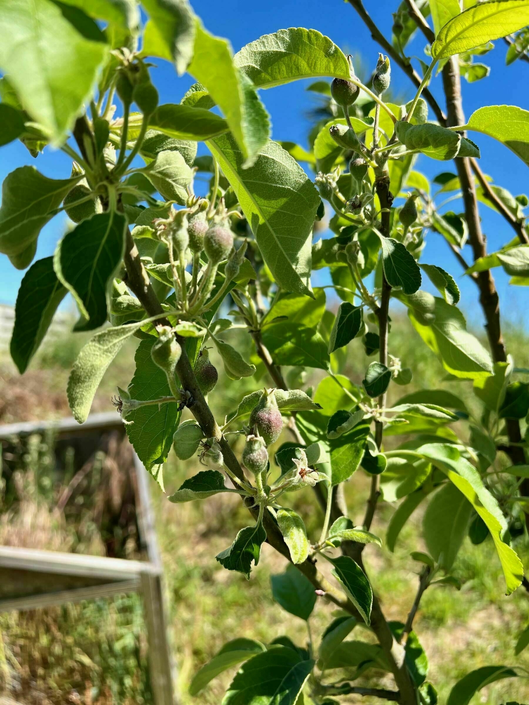 Tiny apples on a tree. 