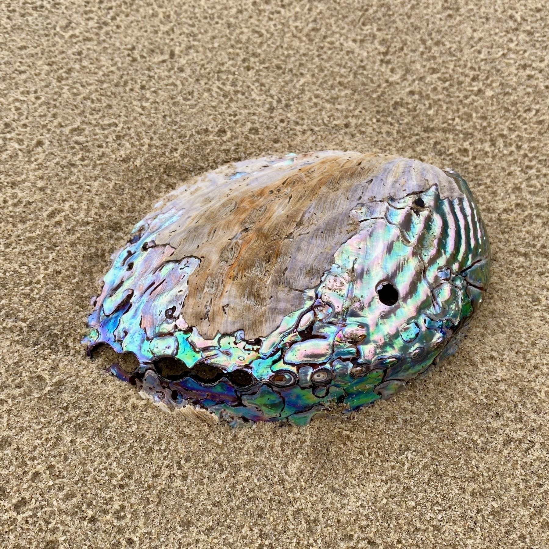 Paua shell on golden sands. 