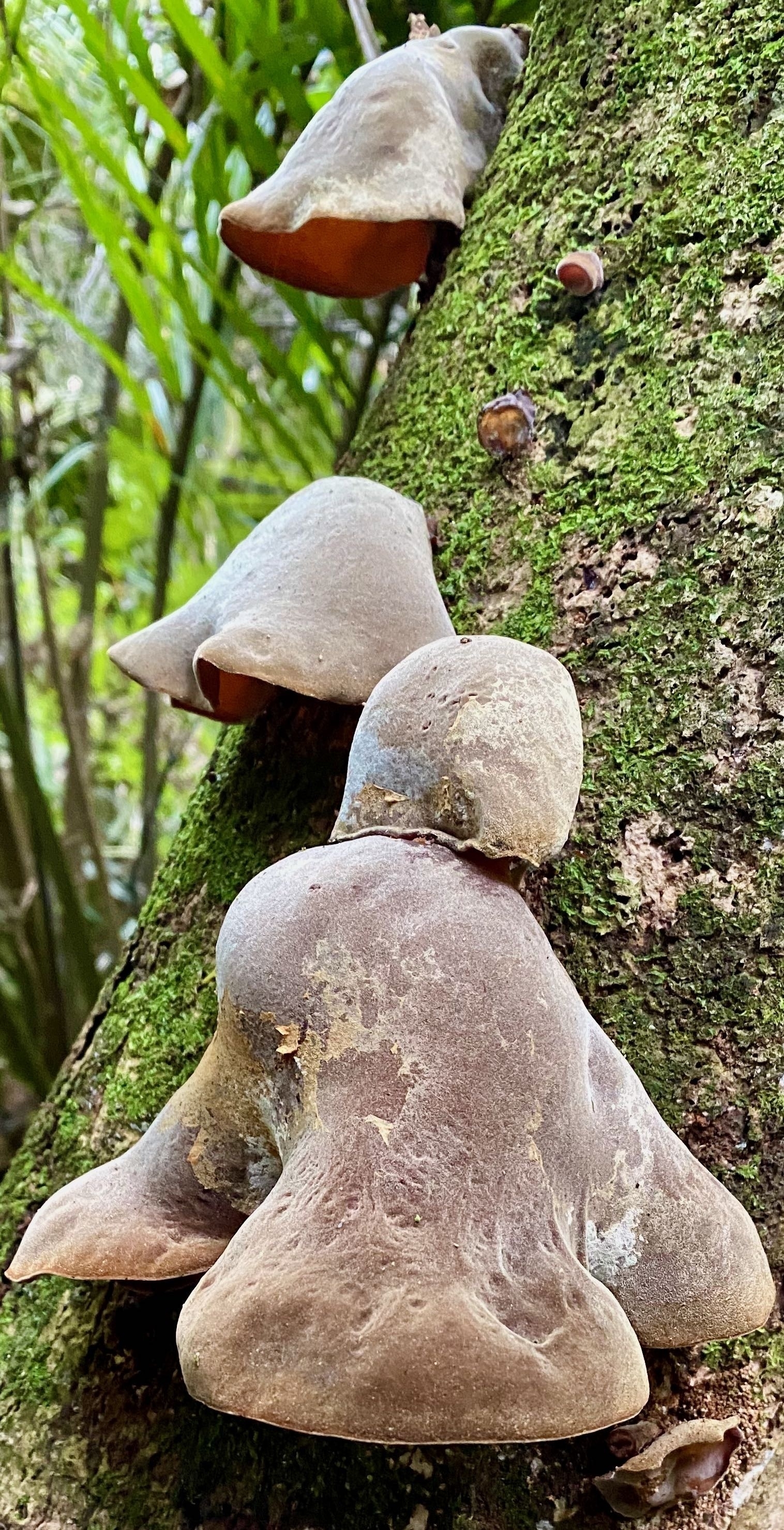 Bell-shaped fungus on a tree trunk. 