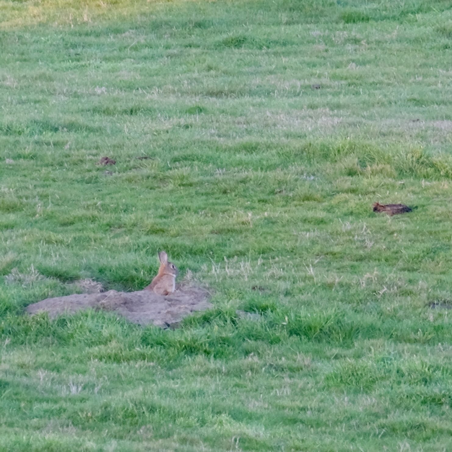 Rabbit at the top of a burrow in a green paddock. 