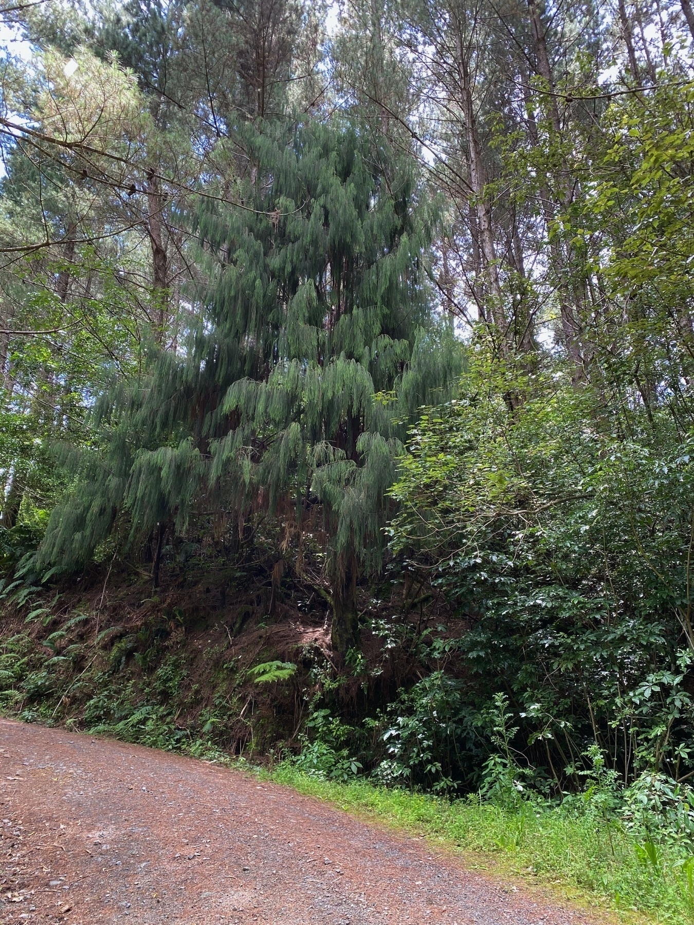 Rimu tree. 