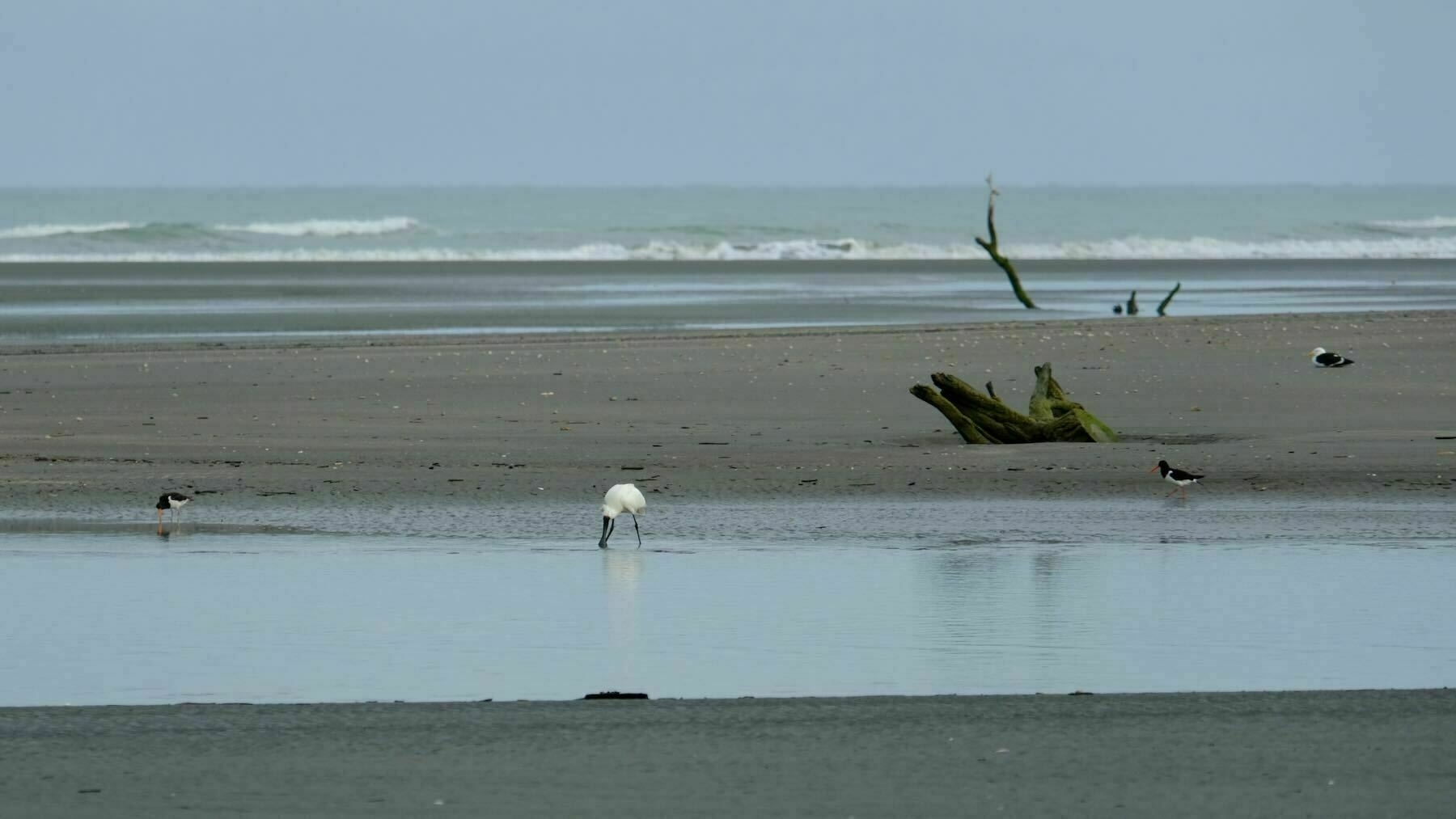 Spoonbill stilts and gullcat the beach in the morning. 