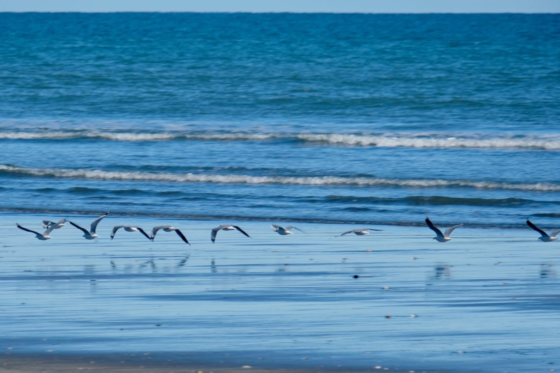 A line of about 12 gulls flying low over wet sand. 